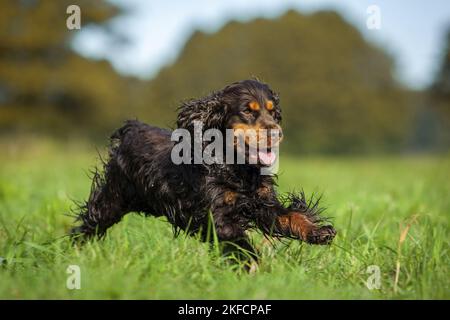 running English Cocker Spaniel Stock Photo