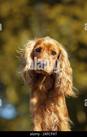 English Cocker Spaniel Portrait Stock Photo