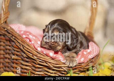 English Cocker Spaniel puppy in the basket Stock Photo