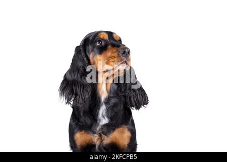 English Cocker Spaniel Portrait Stock Photo