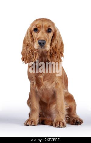 sitting English Cocker Spaniel Stock Photo