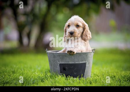 English Cocker Spaniel Puppy in bucket Stock Photo