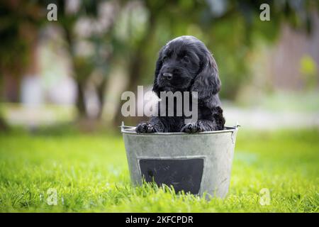 English Cocker Spaniel Puppy in bucket Stock Photo