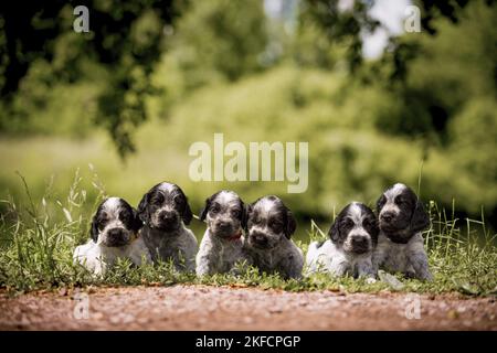 English Cocker Spaniel puppies Stock Photo