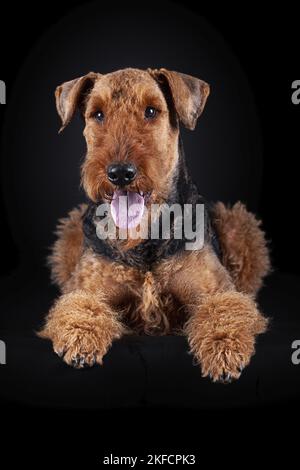 Airedale Terrier in front of black background Stock Photo