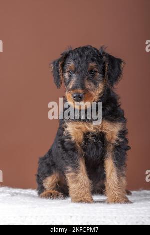 Airedale Terrier puppy Stock Photo