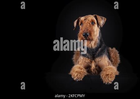 Airedale Terrier in front of black background Stock Photo
