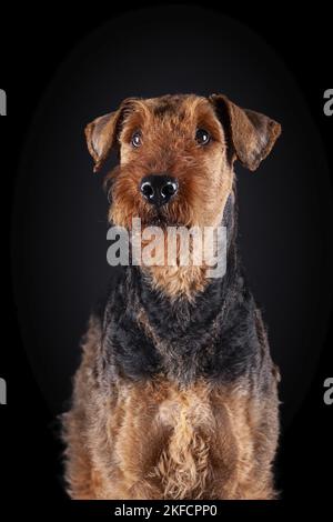 Airedale Terrier in front of black background Stock Photo