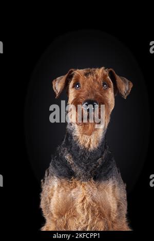 Airedale Terrier in front of black background Stock Photo