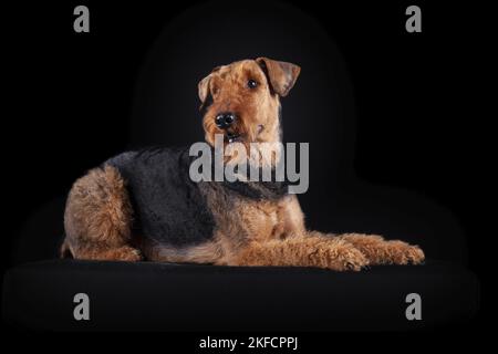Airedale Terrier in front of black background Stock Photo