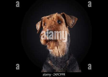Airedale Terrier in front of black background Stock Photo