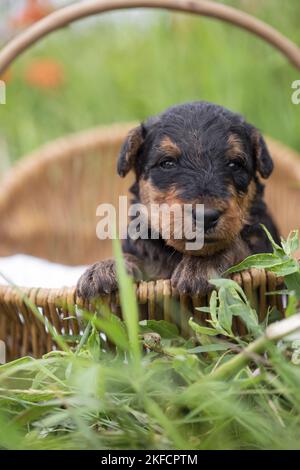 Airedale Terrier puppy in basket Stock Photo