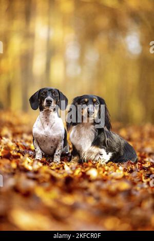 Dachshunds in the autumn forest Stock Photo