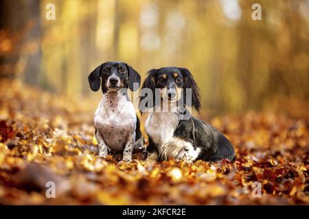 Dachshunds in the autumn forest Stock Photo