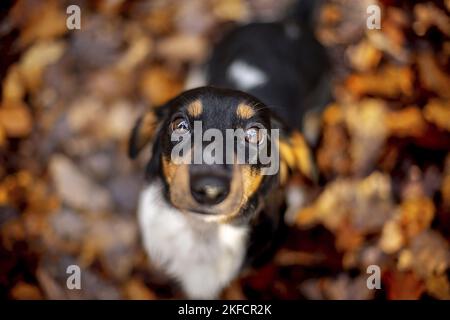 Dachshund in the autumn forest Stock Photo