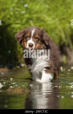 Australian Shepherd Aussie , 3 Months Old, Sitting Against Romantic 