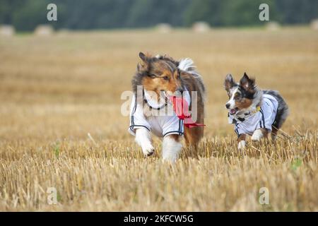 Australian-Shepherd-Mongrel and Miniature Australian Shepherd Stock Photo