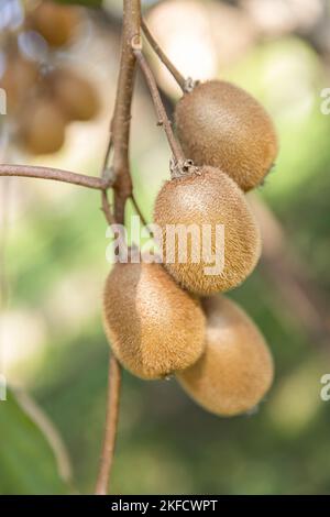 Kiwi on a kiwi tree plantation with with huge clusters of fruits. The