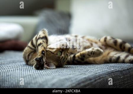 Bengal Cat Stock Photo