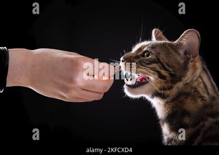 Bengal Cat Stock Photo