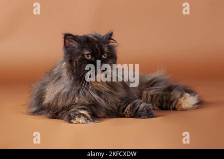 Persian Cat Stock Photo