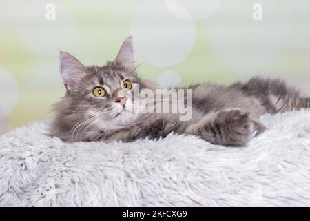 Norwegian Forest Cat Stock Photo