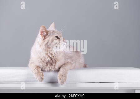 Somali Cat Stock Photo