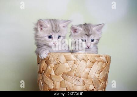 Norwegian Forest kittens Stock Photo