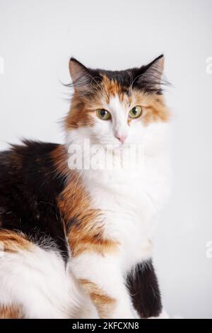 Norwegian Forest Cat in front of white background Stock Photo