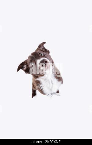 Border Collie puppy in front of white background Stock Photo