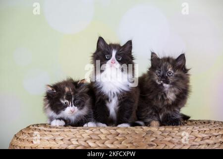 Norwegian Forest kittens Stock Photo