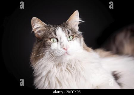 Norwegian Forest Cat in front of white background Stock Photo