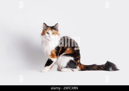 Norwegian Forest Cat in front of white background Stock Photo