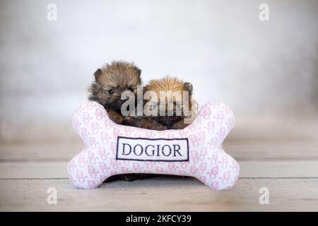 Pomeranian Puppies Stock Photo