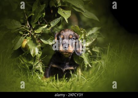 Dachshund Puppy Stock Photo