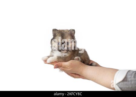 Pomsky Puppy Stock Photo