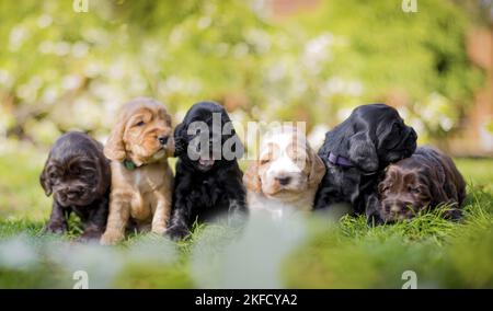 lying English Cocker Spaniel puppies Stock Photo