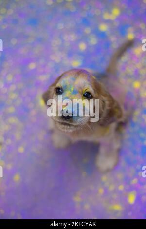 English Cocker Spaniel puppy with holi colours Stock Photo