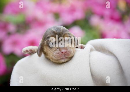 newborn English Cocker Spaniel puppy Stock Photo