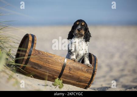 standing English Cocker Spaniel Stock Photo