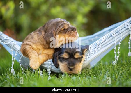 English Cocker Spaniel puppies on hammock Stock Photo