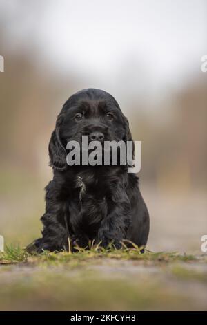 black English Cocker Spaniel puppy Stock Photo