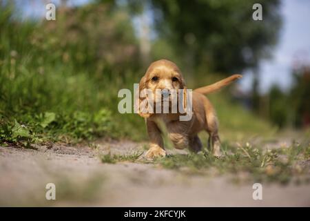 running English Cocker Spaniel puppy Stock Photo