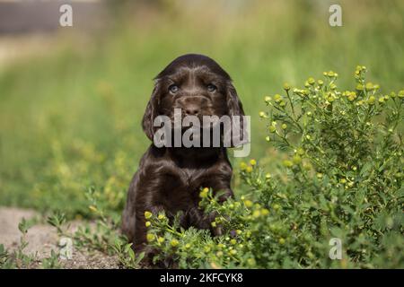 English Cocker Spaniel puppy between flowers Stock Photo