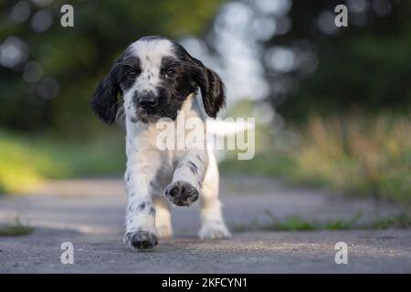 running English Cocker Spaniel puppy Stock Photo