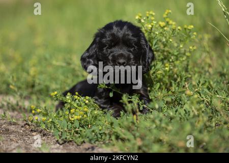 English Cocker Spaniel puppy between flowers Stock Photo