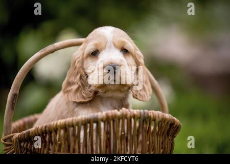 English Cocker Spaniel puppy in a basket Stock Photo
