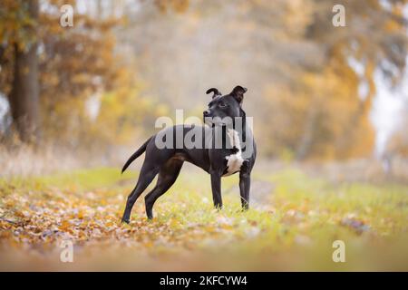 standing American Pit Bull Terrier Stock Photo