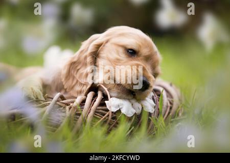 English Cocker Spaniel puppy in a basket Stock Photo