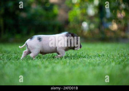 running Mini Pig Stock Photo